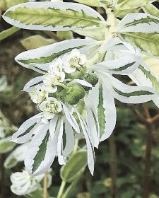  植物ツーショット（１９９）／ショウジョウソウとハツユキソウ