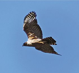 クマタカ　民家近くに／大空舞う姿を住民撮影／田辺市龍神村
