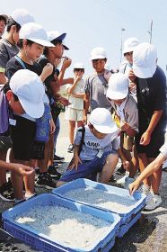 しらすの水揚げ、競り見学／田辺市芳養小５年生