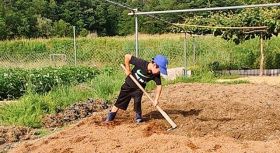 農作業に励む小学生、それを横目に柴犬たちは…「落差がすごい！」「優雅なわんこ達かわいい」