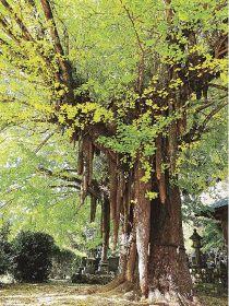 古座川の山々、紅葉色づく