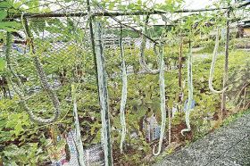 通行人びっくり／上富田　ヘビウリの実