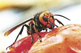 釣っとコラム　ハチやヌカカにご用心