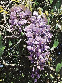 植物ツーショット（５２）　県自然環境研究会　土永知子／ヤマフジとフジ