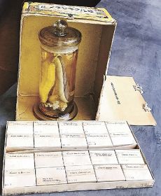 番所山だより（１７）／南方熊楠記念館学術スタッフ　土永知子／キャラメル箱