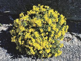 植物ツーショット（３３）／県自然環境研究会　土永知子／アゼトウナとキノクニシオギク