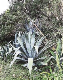 植物ツーショット（１９１）／県自然環境研究会　土永知子／アガベ属とユッカ属