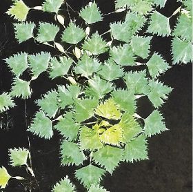 植物ツーショット　県自然環境研究会　土永知子（１９６）／ヒシとミズオオバコ