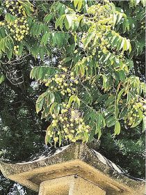 植物ツーショット（２４）　県自然環境研究会 土永知子／ムクロジとエゴノキ