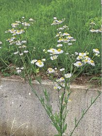 植物ツーショット（１８６）／県自然環境研究会　土永知子／ヒメジョオンとペラペラヨメナ