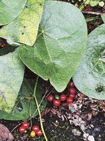 植物ツーショット（１９７）　県自然環境研究会　土永知子／ハスノハカズラとアオツヅラフジ