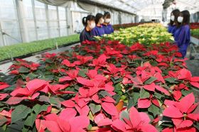 ポインセチア色づき始める　１９日から販売、熊野高校