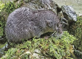 「鼠」が付く生き物　哺乳類から植物まで／山口一夫