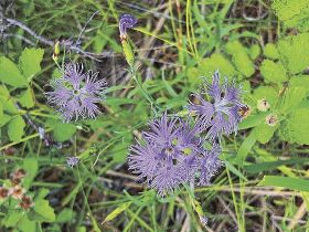 植物ツーショット（１９２）／県自然環境研究会 土永知子／ナデシコのなかま