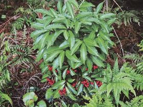植物ツーショット（３７）　県自然環境研究会　土永知子／マンリョウとアリドオシ