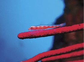 第２９回串本海中フォトコン／入賞作品紹介（２５）