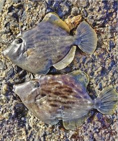 合間にカワハギ釣り　鍋の食材に人気