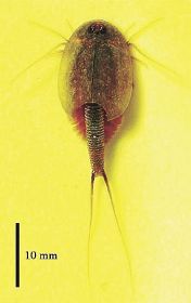 雌雄同体の混在確認　タイリクカブトエビ研究の長縄さん