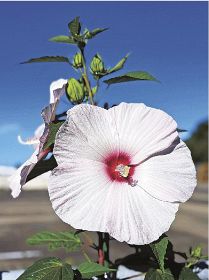 植物ツーショット（１８７）／県自然環境研究会　土永知子／アオイ科の植物
