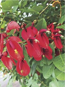 植物ツーショット（１８８）／県自然環境研究会　土永知子／アメリカデイゴとナツフジ