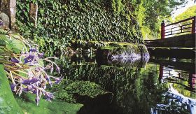 イワタバコ涼しげ　熊野古道沿い、野中の清水、和歌山県田辺市中辺路町