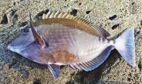 釣っとコラム　魚の呼び名いろいろ