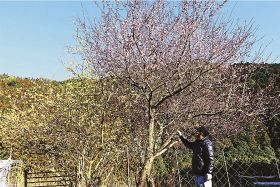 ロウバイと紅梅　共演／田辺市龍神村宮代　日高路に彩り