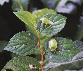 カメムシ多い状況続く／県うめ研究所が調査