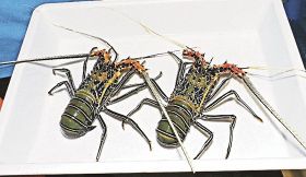 珍しいゴシキエビ２匹捕獲　すさみの水族館に寄贈