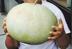 植物ツーショット（２０）　県自然環境研究会　土永知子／ユウガオとヒョウタン