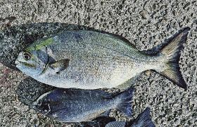 釣っとコラム　良型イズスミもらう