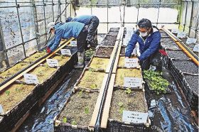 活性炭など土壌改良材の割合を工夫したコンテナにだるま系ワサビの苗を植える研究員（和歌山県上富田町生馬で）