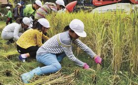 実りに大喜び／上富田町生馬小／５年生が稲刈り体験