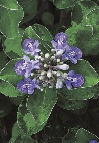 植物ツーショット（１８９）／県自然環境研究会　土永知子／ハマゴウとローズマリー