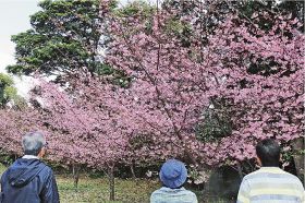 カワヅザクラ見頃／紀伊大島の県道沿い／串本