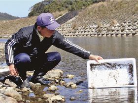 モクズガニ１万匹放流　切目川漁協