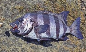 イシダイ釣りの季節　６０センチ前後が中心