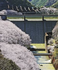 満開を迎えたソメイヨシノ。色鮮やかなこいのぼりと共演している（３０日、和歌山県みなべ町東神野川で）