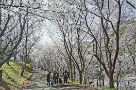 ダムから続く桜並木