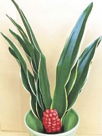 植物ツーショット（３５）　県自然環境研究会　土永知子／オモトとナンテン