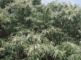 植物ツーショット（１９４）／県自然環境研究会　土永知子／クリとトチノキ