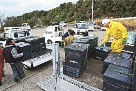 農家に貸し出すためセイヨウミツバチの巣箱を車の荷台に積む養蜂業者（１日、和歌山県みなべ町山内で）