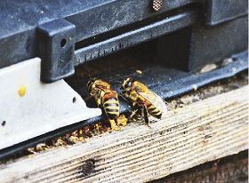 巣箱を出入りするセイヨウミツバチ（１日、和歌山県みなべ町西岩代で）