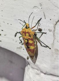 釣っとコラム　船釣りにカメムシ集合