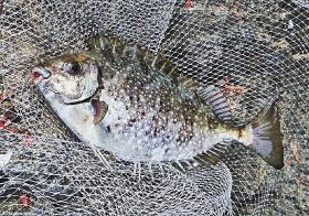 毒とげ持つアイゴ　釣っとコラム