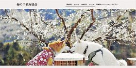 南部梅林、開園取りやめ　新型コロナの状況考慮